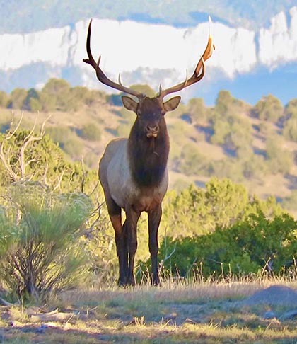 Elk hunting Catron County