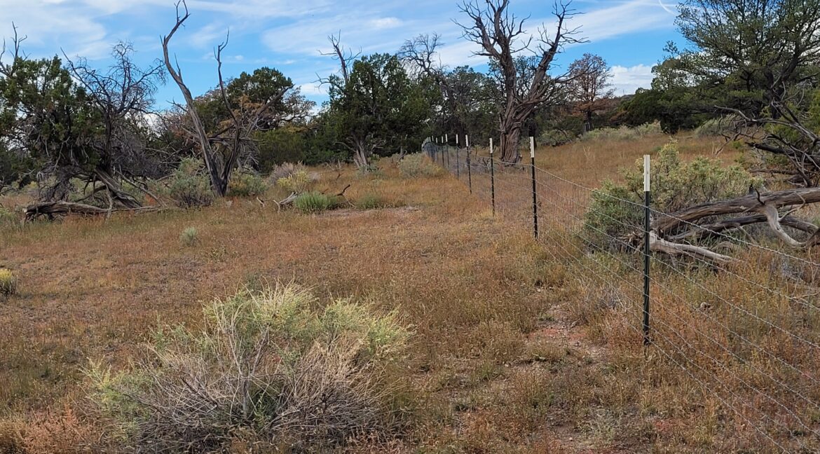 Lot 58 - North border fene looking sw