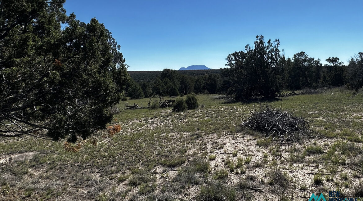 Juniper21