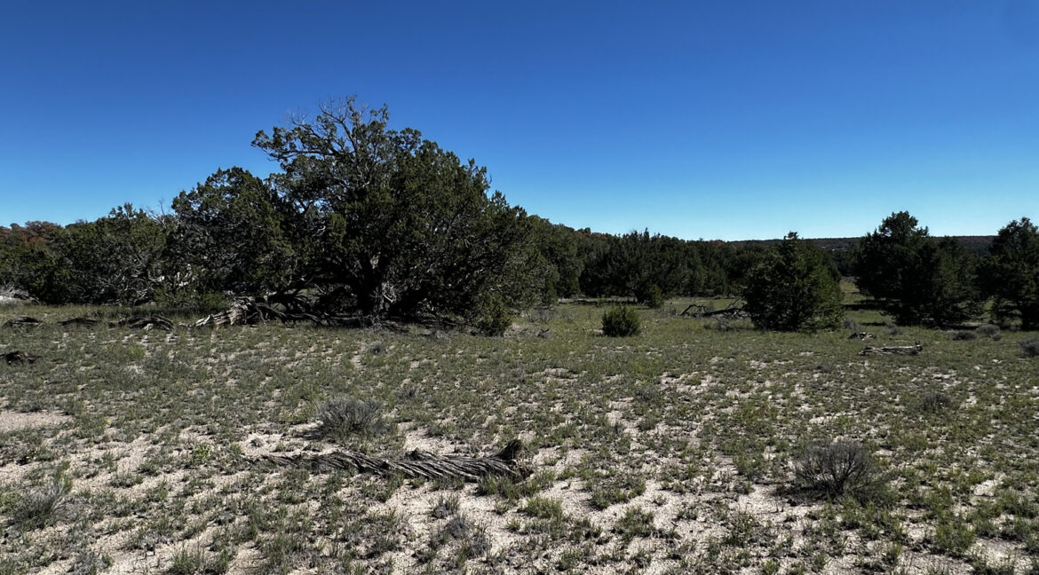 Juniper22