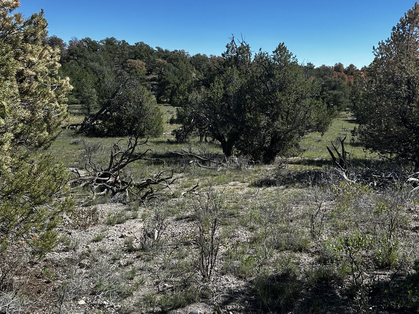 Juniper23