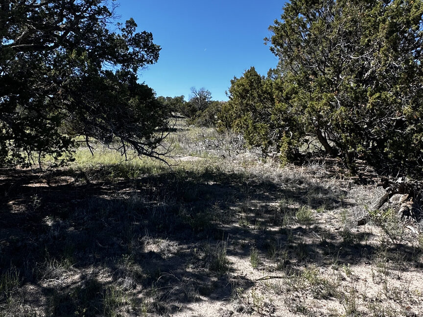 Juniper24